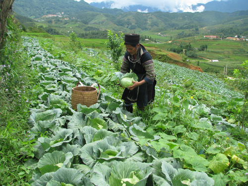 Bao Thang aplica el estatuto democrático en el fomento rural